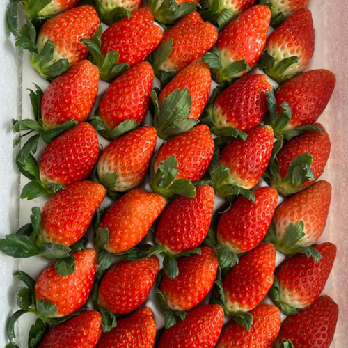 논산 금실딸기 친환경 스마트팜 생산 1kg (특) 30-35과