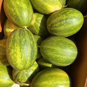 고당도 파파야 멜론 2kg